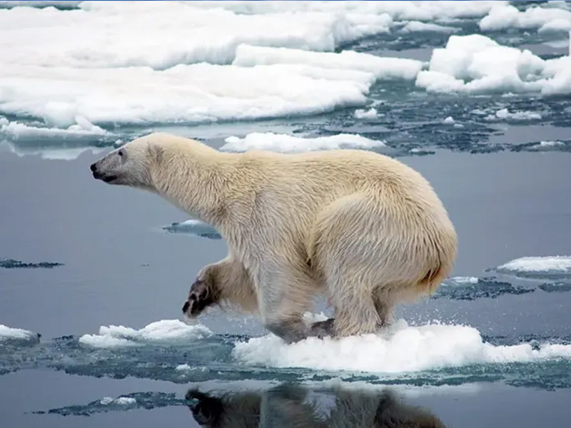 Glacier polar bear climate change